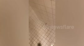 America's most venomous scorpion lands on woman's shoulder in shower
