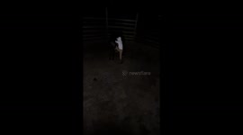 Horse's restless behavior results in a rider's sudden fall to the ground