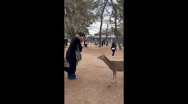 Peaceful deer moment gets instantly hijacked