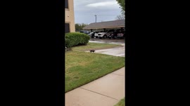 Mama Opossum Carries Babies Through Parking Lot