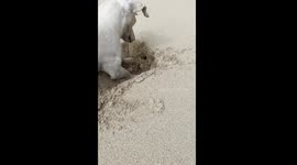 Dog Plays With Praslin Island Crab