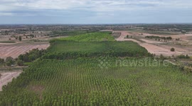Palm and Eucalyptus tree plantations in rural Thailand as viewed from the air.