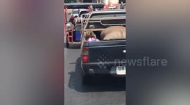 Monkeys climb back of pickup truck stuck in traffic to eat food