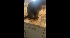 Cat Warms Up Donuts With Its Butt
