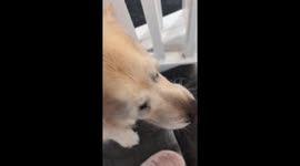 Vocal Golden Haunts The Staircase