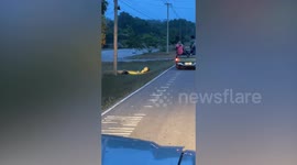 Hedgehogs shuffle across road holding up traffic