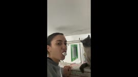 Cat Pops Bubblegum Bubble