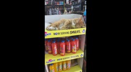 Bodega Cat Sleeps Soundly