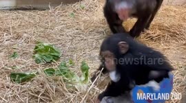 Adorable scene as baby chimpanzee climbs into paper mache egg at Maryland Zoo