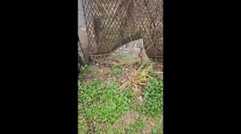 Quirky Dog Poops on a Stick