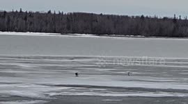 Bald Eagle Fights off Seagulls for Fish