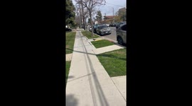 Young Crow Playing With Rubber Bouncy Ball