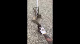 Hilarious moment cheeky squirrel jumps onto man's back before leaping at his girlfriend