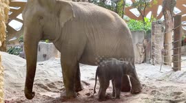 Healthy elephant calf born at Zurich Zoo in Switzerland