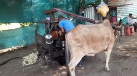Street Sugarcane Juice Selling in India. Juice meking by ox .