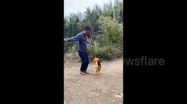 Farmer trains rooster to jump skipping rope in perfect sync