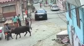 Cow Pushes Couple to the Ground, three Injures in Bikaner, Rajasthan