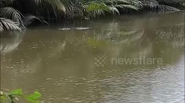 Fisherman, 54, 'ripped apart by crocodile' in Indonesian river