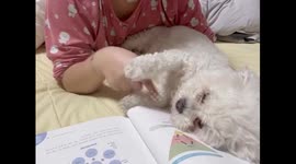 Dog licks owner's finger to help turn pages