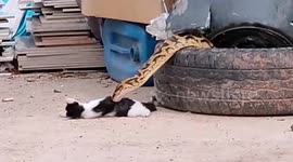 Ravenous python swallows pet cat in front of horrified owner