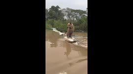 Kind local helps stray dog stranded on sandbags during flood
