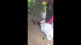 Man successfully saves goat's life with artificial respiration