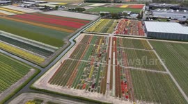 Caribbean Netherlands: DRONE: Netherlands’ blooming tulips create vibrant display at Keukenhof Gardens