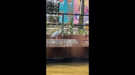 Close-up footage of heron preparing to eat a mouse after snatching it by the water