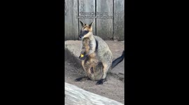 Swamp Wallaby Joey Peeks Out at Sydney Zoo’s Australia Habitat