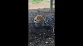 Pet dog cools off with hose in a bucket of water