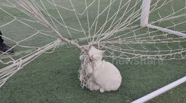 Cat tangled in football net is rescued in China