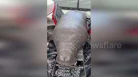 US: Orphaned Baby Manatee Rescued And Receiving Care In Orlando
