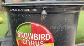 AMAZING Video of Butterfly Escaping Chrysalis in REAL TIME! Nature is AWESOME!