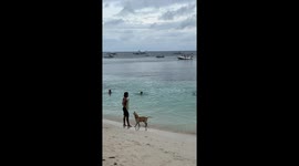 Dog Surfs On Alona Beach