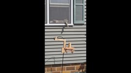 Cat Cuts Arm Hole In Window Screen