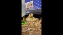 Sassy Duckling Pecks Everything