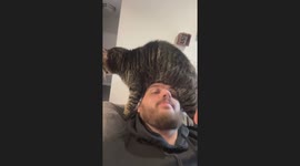 Guy Pets Cat's Belly With His Head