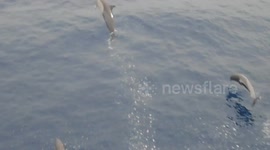 Dophins seen in Atlantic Ocean near Tema, Ghana, swimming ahead of the ship seen from the ship's bow.