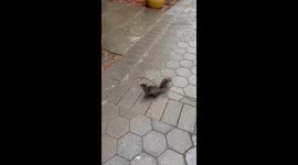 Princess Call Attracts Wild Squirrel