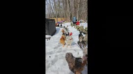 Domestic Farm Birds Welcome Owner Home