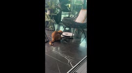Orange Cat Helps Vacuum Clean