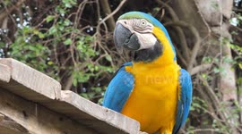 Brazil: Caninde macaws return to wild after being rescued from wildlife trafficking and mistreatment