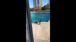 Sleeping Dolphin Doesn't Notice Woman Sneaking Up