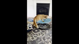 Cat Takes Swivel Chair for a Spin