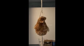 Cat Makes Like a Wrecking Ball