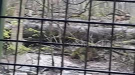 Wolves Behind the Fences: The Spirit of the Wild in Captivity – Exploring the Silent Strength, Social Bonds, and Mysterious Beauty of the Pack in the Heart of the Zoo
