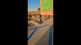 Squadron of Javelina Congregate in Parking Lot