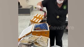 Customs officers seize 57kg of rotting seafood in Brazil