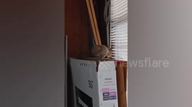 Trapped squirrel is freed from seventh-floor balcony in Russia