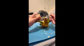 Parrot eagerly eats from spoon in Henan, China